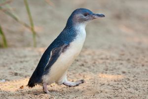 20Jul2016070718TIMARU Little_Penguin_Feb09.jpg